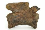 Fossil Tyrannosaur Caudal Vertebra - Judith River Formation #343139-2